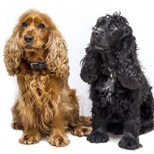 Cocker Spaniel